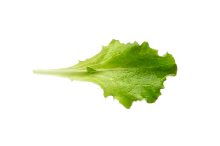 #3199 Lettuce leaf isolated on a transparent background
